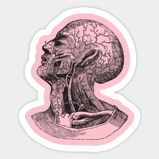 Anatomy head Sticker